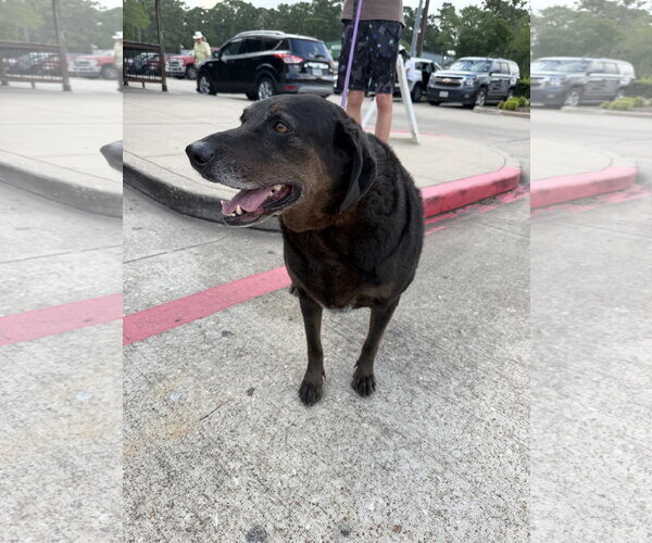 Medium Photo #2 Labrador Retriever-Unknown Mix Puppy For Sale in The Woodlands, TX, USA