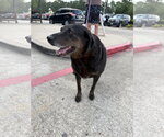 Small #1 Labrador Retriever Mix