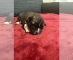 Puppy Puppy 3 Akita-Siberian Husky Mix