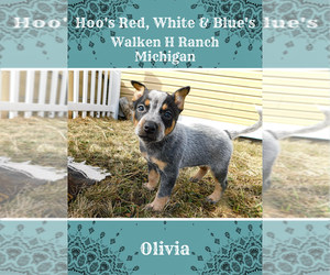 Australian Cattle Dog Puppy for sale in MANISTIQUE, MI, USA