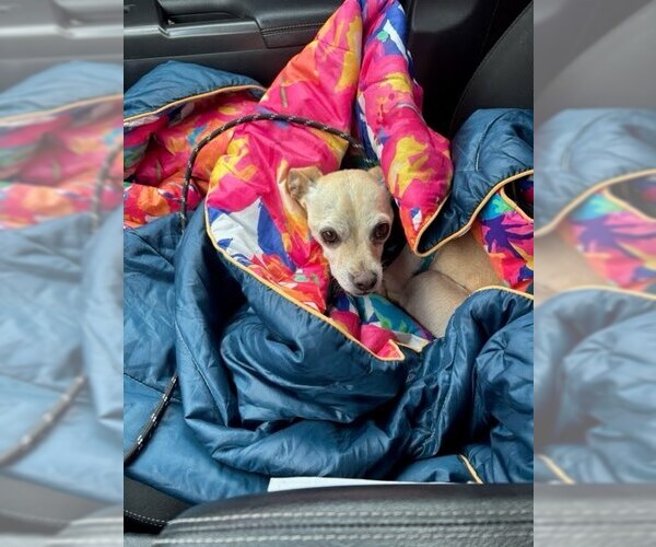 Medium Photo #2 Chihuahua Puppy For Sale in Tabernash, CO, USA