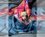 Small #1 Chihuahua