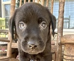 Small #10 Labrador Retriever