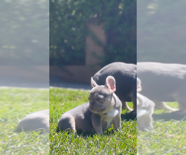 Medium Photo #2 French Bulldog Puppy For Sale in LOS ANGELES, CA, USA
