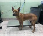 Small American Staffordshire Terrier Mix