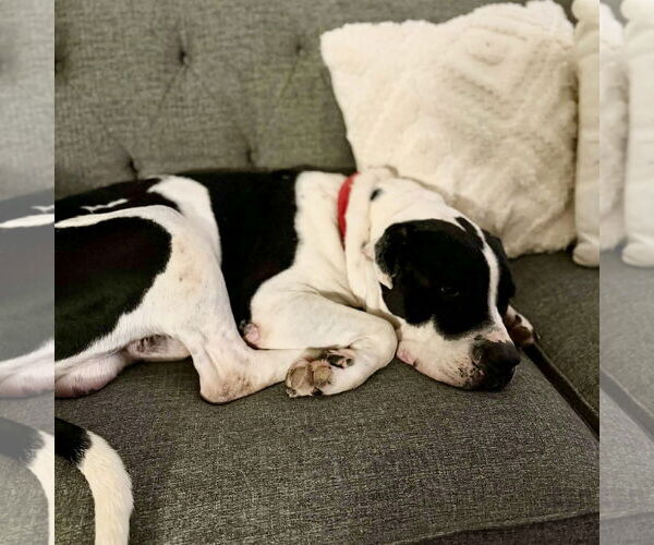 Medium Photo #2 American Pit Bull Terrier-Unknown Mix Puppy For Sale in Spring Lake, NC, USA