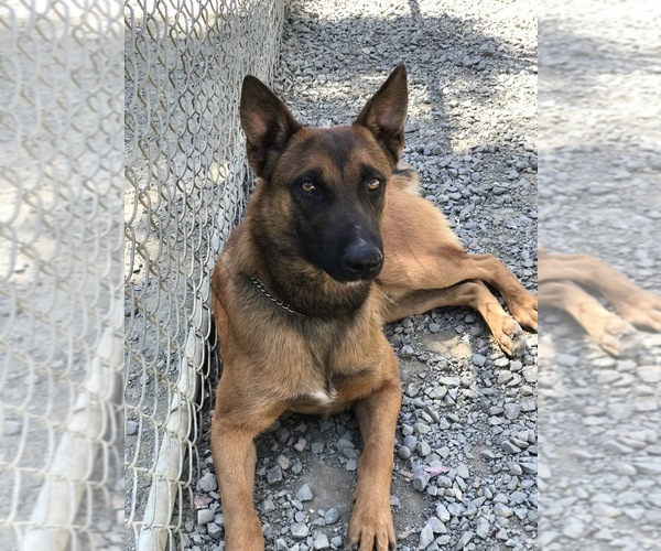 Medium Photo #3 Belgian Malinois Puppy For Sale in VACAVILLE, CA, USA