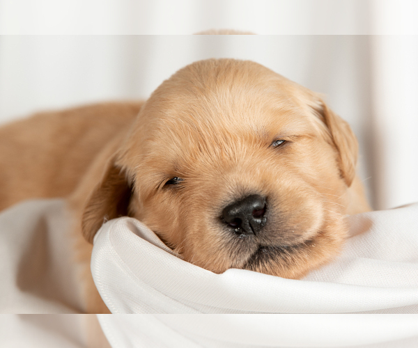 Medium Photo #1 Golden Retriever Puppy For Sale in HILLSBORO, OR, USA