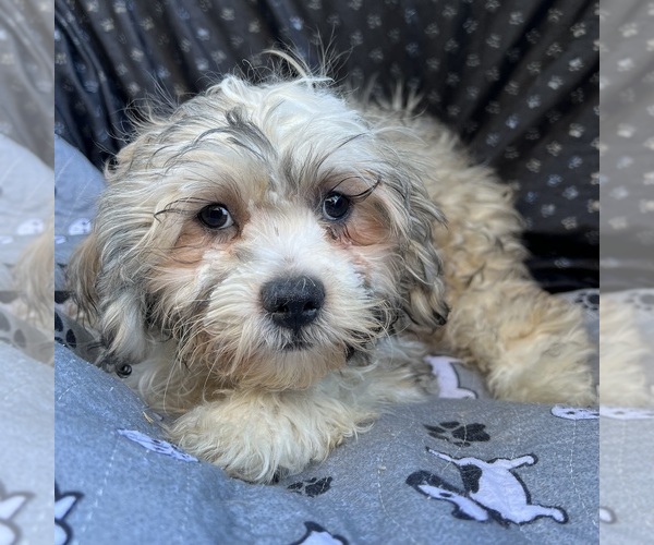 Medium Photo #7 Zuchon Puppy For Sale in RENO, NV, USA