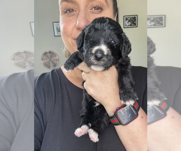 Medium Photo #49 Bernedoodle Puppy For Sale in BELMONT, NC, USA