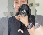 Small #48 Bernedoodle
