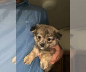 Pomeranian Puppy for sale in SPENCER, TN, USA