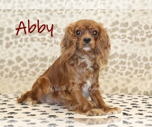 Mother of the Cavapoo (Miniature) puppies born on 11/17/2025