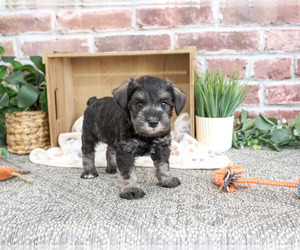 Schnauzer (Miniature) Puppy for sale in SYRACUSE, IN, USA