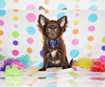 Puppy Ian Chihuahua