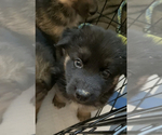 Small Photo #29 German Shepherd Dog-Siberian Husky Mix Puppy For Sale in LOS GATOS, CA, USA