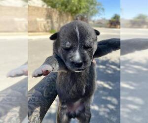 - Mix Dogs for adoption in Bakersfield, CA, USA