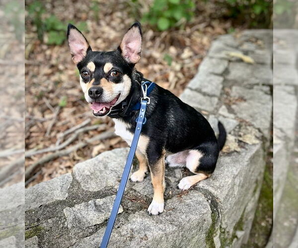 Medium Photo #3 Rat-Cha Puppy For Sale in Atlanta, GA, USA