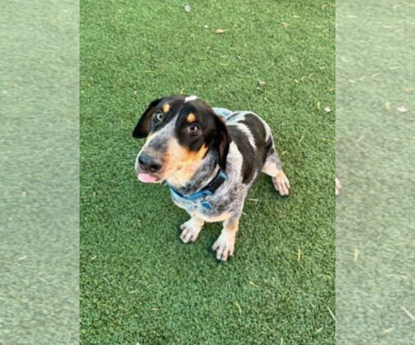 Medium Photo #2 Bluetick Coonhound-Unknown Mix Puppy For Sale in Woodbury, NY, USA