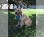 Small #5 Golden Retriever