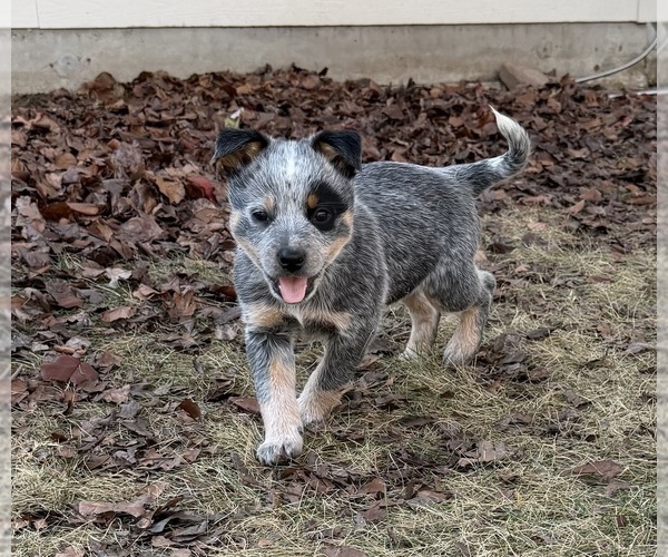 Medium Photo #4 Australian Cattle Dog Puppy For Sale in ROCKWALL, TX, USA