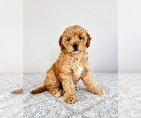 Medium Photo #1 Goldendoodle (Miniature) Puppy For Sale in GREENFIELD, IN, USA