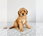 Small Goldendoodle (Miniature)