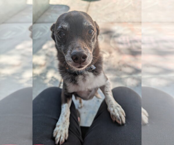 Medium Photo #3 Australian Shepherd-Chihuahua Mix Puppy For Sale in Sandy, UT, USA