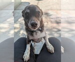 Small #2 Australian Shepherd-Chihuahua Mix