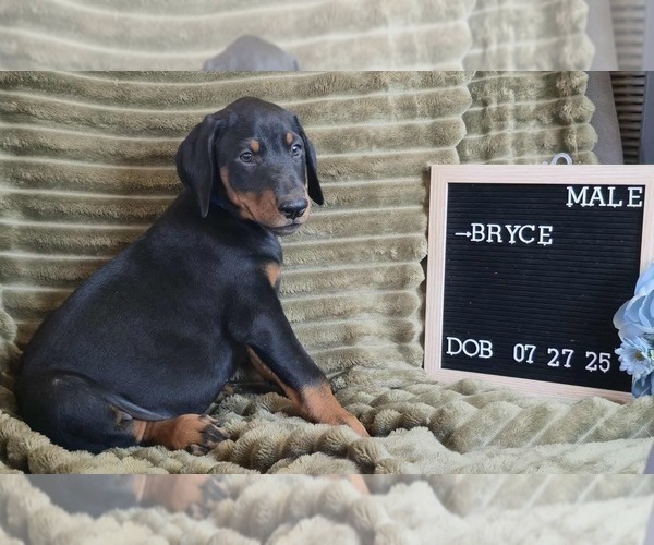 Medium Photo #5 Doberman Pinscher Puppy For Sale in POMEROY, OH, USA