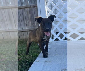 Mutt Dogs for adoption in Aurora, IN, USA
