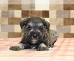 Leo - Male Schnauzer (Miniature) Puppy for Sale - Photo #2