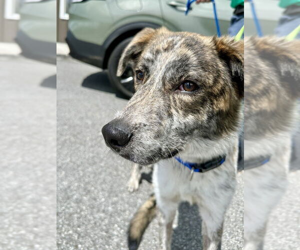 Medium Photo #5 Australian Shepherd-Unknown Mix Puppy For Sale in Brewster, NY, USA