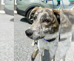 Small #4 Australian Shepherd Mix