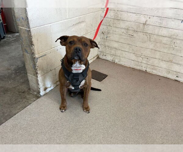 Medium Photo #1 American Pit Bull Terrier Puppy For Sale in San Bernardino, CA, USA