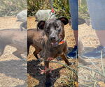 Small #4 Labrador Retriever Mix