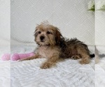 Small #5 Shorkie Tzu