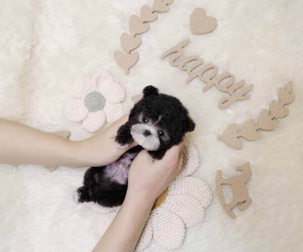 Medium Photo #6 Poodle (Toy) Puppy For Sale in Seoul, Seoul, Korea, South