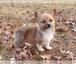 Small #2 Pembroke Welsh Corgi