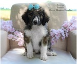 Puppy Brownie Bordoodle