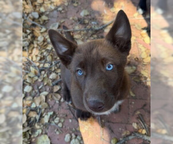 Medium Photo #2 Border Collie-Siberian Husky Mix Puppy For Sale in Ventura, CA, USA