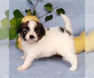 Papillon Puppy for Sale in RUTLEDGE, Alabama USA