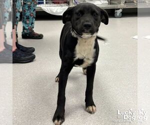 Labrador Retriever-Retriever  Mix Dogs for adoption in Washington, DC, USA