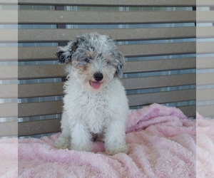 Poodle (Toy) Puppy for sale in FRYTOWN, IA, USA