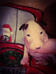 Small Photo #42 Bull Terrier Puppy For Sale in JACKSON, MI, USA