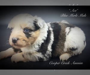 Miniature Australian Shepherd Puppy for sale in SMITHVILLE, AR, USA