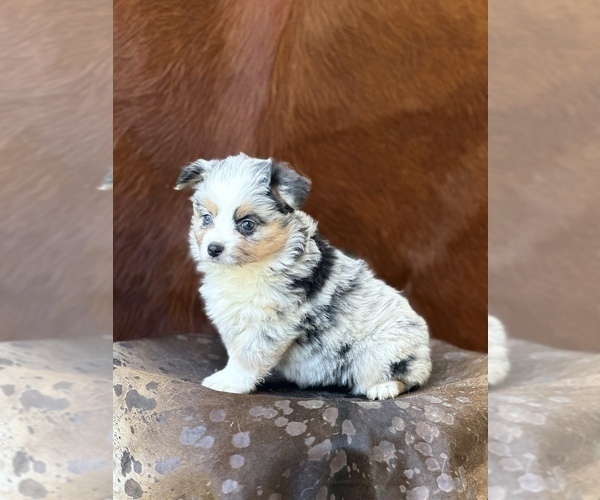 Medium Photo #7 Miniature Australian Shepherd Puppy For Sale in WESLEY CHAPEL, FL, USA
