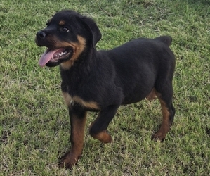 Rottweiler Puppy for Sale in JURUPA VALLEY, California USA
