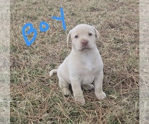 Labrador Retriever Puppy for sale in COLCORD, OK, USA