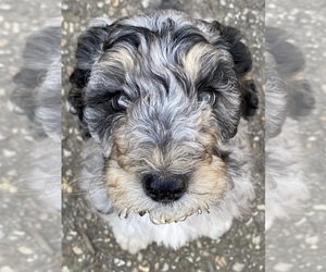 Poodle (Standard) Puppy for sale in BAY MINETTE, AL, USA